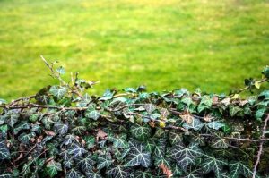 Controlling Ground Ivy in your Lawn