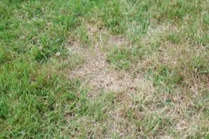 Understanding Chinch Bug Damage