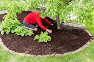 Much Ado About Mulch