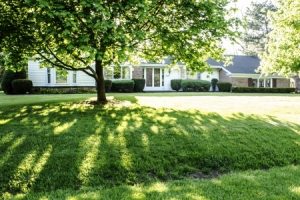 5 Tips for Caring for Grass in Shaded Areas