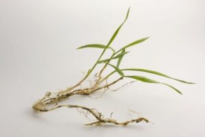 Crabgrass Control 101