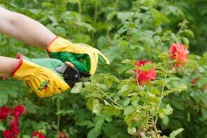 How to Properly Prune Your Garden