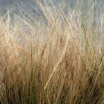Is Your Grass Dead or Just Dormant?