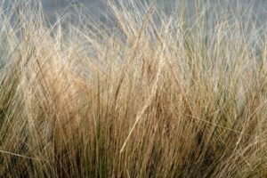 Is Your Grass Dead or Just Dormant?