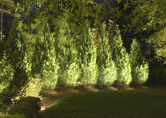 Evergreen Trees lit by Landscape Lighting