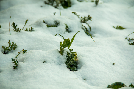 Frozen Grass