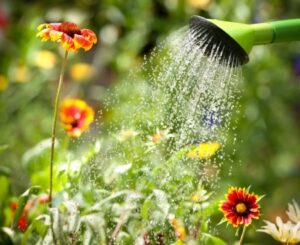 5 Ways to Conserve Water in the Garden