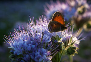 Attracting Pollinators to Your Garden