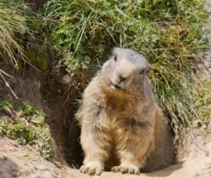 Tips to Keep Burrowing Animals out of Your Lawn and Garden