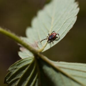 Tick on a Leaf