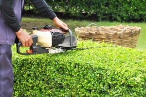 Pruning Hedges