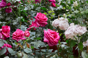 Pink and White Roses