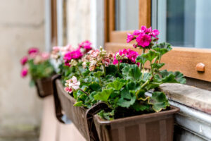 Flowers in a Window Planter