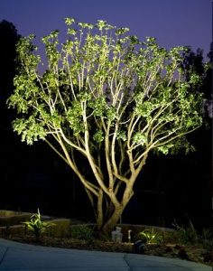 Illuminated Tree