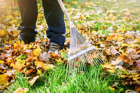 Why Do We Rake Leaves?