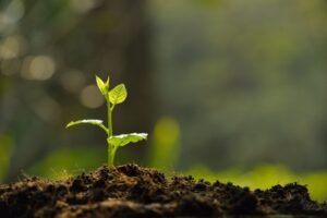 How to Care for Seedlings After Germination