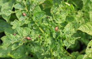 Tips for Keeping Pests Away From Your Landscape