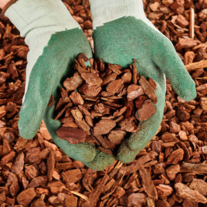 Bark Mulch in the Hnads of a Gardener