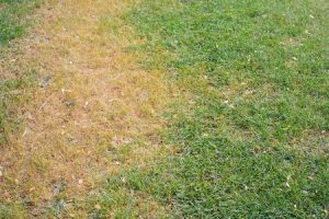Dead Grass on a Lawn in MA
