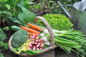 vegetables in a basket grown from a garden