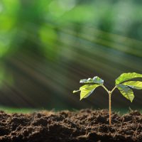 Improve Your Soil's Health