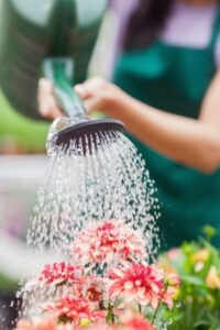 Woman Watering Her Garden