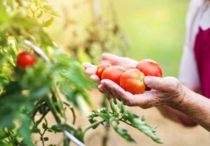 woman holding tomatoes