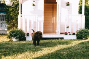 Dog in backyard