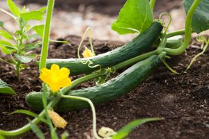 cucumbers in garden