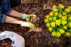 person laying mulch