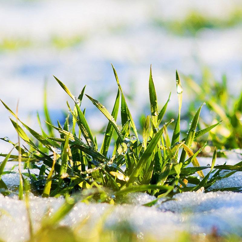 Green Grass with Snow