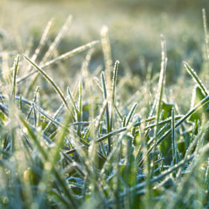 Grass with Frost