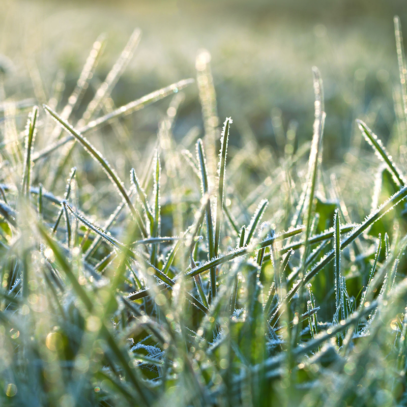 grass covered in frost