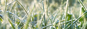 Close-up of grass blades covered in morning frost, with sunlight creating a shimmering effect.