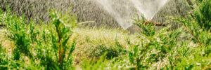 Automatic Garden Lawn sprinkler watering grass.