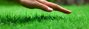 hand over green lush grass