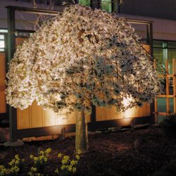 Landscape Lighting