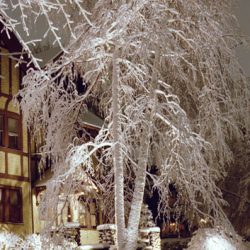 Landscape Lighting
