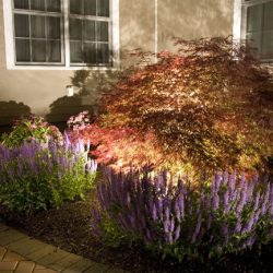 Landscape Lighting