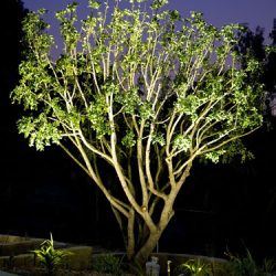 Landscape Lighting