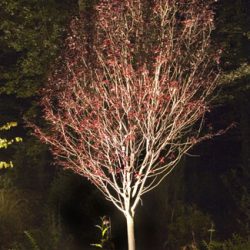 Landscape Lighting