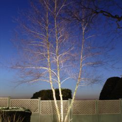 Landscape Lighting