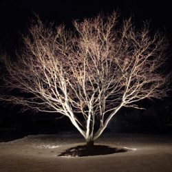Landscape Lighting