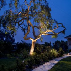 Landscape Lighting