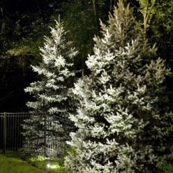 Landscape Lighting