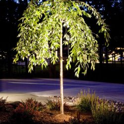Landscape Lighting
